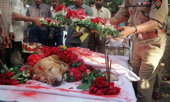Zanjeer era un perro policia, y salvó millones de vidas detectando más de 4.000 kilos de explosivos en Mumbai, Marzo del 1993