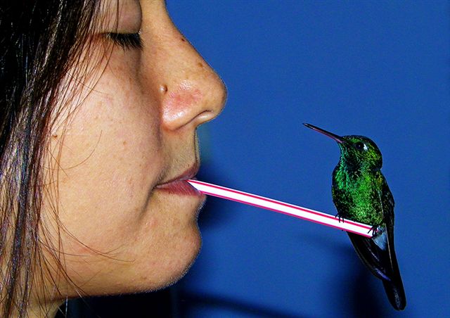 Lo insólito del amor en el colibrí (+ Fotos y Video) | Cubadebate
