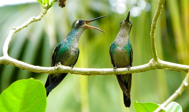 Lo insólito del amor en el colibrí (+ Fotos y Video) | Cubadebate