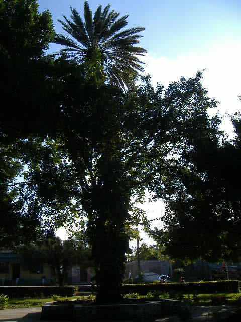 “El árbol que silba y canta” - Báguanos, Holguín foto Dolennis Concepción
