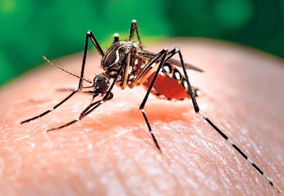 Aedes Aegypti Mosquito