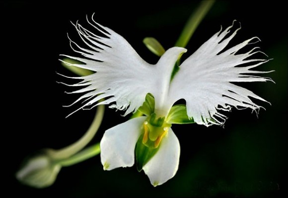 orquideas (8)