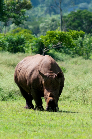 Rinoceronte, su embestida equivale a un camión en marcha.