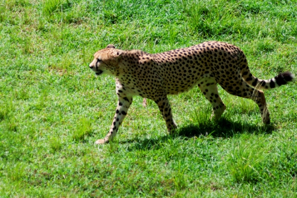 El guepardo, dueño absoluto de la velocidad en la carrera, lo cual le facilita la caceria.