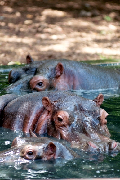 Hipopotamos con su cria dandose un baño.