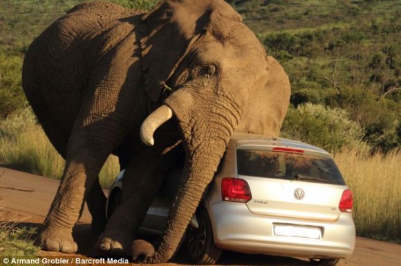 elefante sudafrica turistas 2