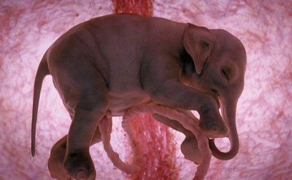 Una elefanta suele tener una o dos crías en toda su vida. El embarazo dura entre 18 y 25 meses de gestación y el “pequeño” puede pesar hasta 100kg al nacer.
