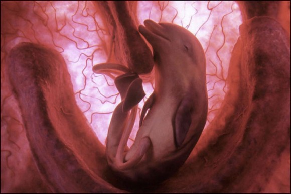 La gestación de un delfín suele durar unos 12 meses. Una vez haya nacido permanecerá con su madre de 3 a 6 años durante los cuales aprenderá a pescar y a comunicarse socialmente con el grupo.