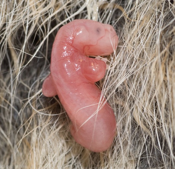 Imagen de una cría de Posums arrastrandose hasta la bolsa marsupial de su madre.