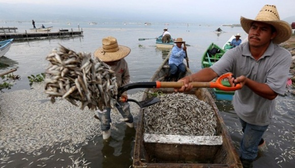 Se han reportado cuatro casos de muerte masiva de peces en lo que va de año. Foto: EFE.