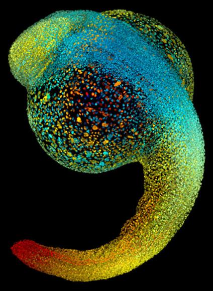 Embrión de pez cebra, 22 horas después de su fertilización
