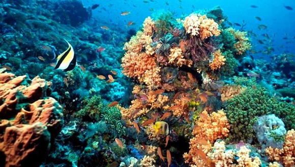 Según expertos, los arrecifes coralinos de La Florida están muriendo aceleradamente. Foto / um.
