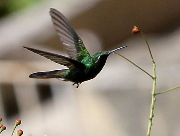 El zunzún, también conocido como picaflor o colibrí, es muy común en toda Cuba, lo mismo se le encuentra en bosques alejados que como en este caso en jardines caseros. Fotos:  Ismael Francisco Gonzalez Arceo