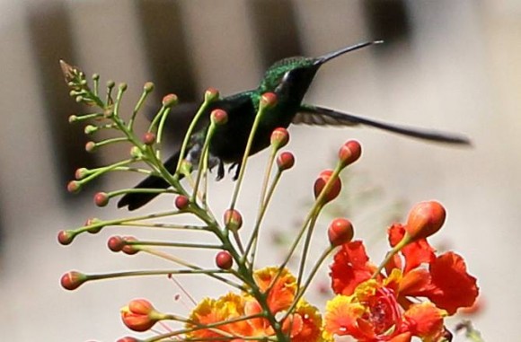 El zunzún, también conocido como picaflor o colibrí, es muy común en toda Cuba, lo mismo se le encuentra en bosques alejados que como en este caso en jardines caseros. Fotos:  Ismael Francisco Gonzalez Arceo