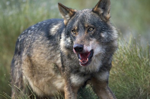 Lobo. Durante la persecución, el lobo puede alcanzar velocidades de 65 kilómetros por hora. Su mandíbula es tan fuerte que puede romper la cadera de un alce adulto con solo 6 u 8 mordiscos.