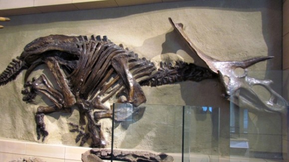 Dinosaurio que se conserva en el Museo Natural de Ottawa. Foto: CTVNews.