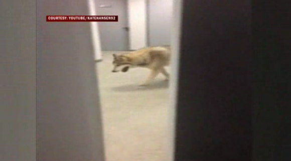 Un supuesto lobo paseando por el hotel