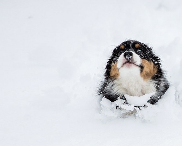 Animales en la nieve (3)