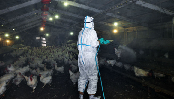 Foco de gripe aviar en Jap%C3%B3n