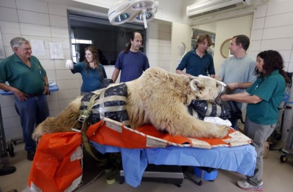 El oso Mango,de 19 años, es intervenido por los veterinarios del zoológico de Tel Aviv, Israel. / Foto: elmeme.me