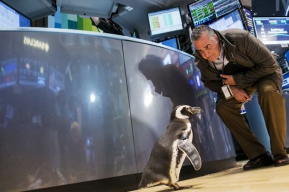 Pete el pingüino dando un paseo por la bolsa de valores de New York el 15 de enero, durante la celebración de los 50 años de Mundo Marino. / Foto: elmeme.me