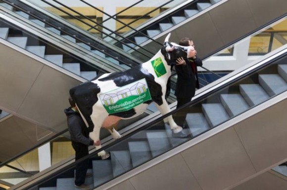 Dos hombres llevan una vaca falsa que será el decorado de la Semana Verde anual en Berlín. / Foto: elmeme.me