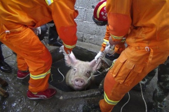 Bomberos sacan a un chancho atrapado en un pozo de agua en Lequing, China. / Foto: elmeme.me