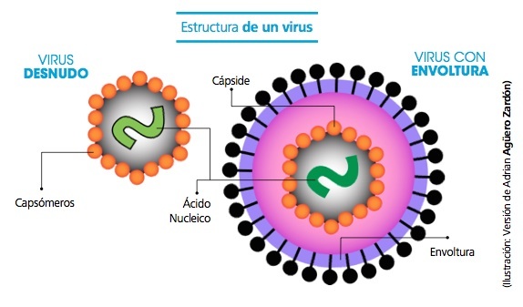 estructura de un virus