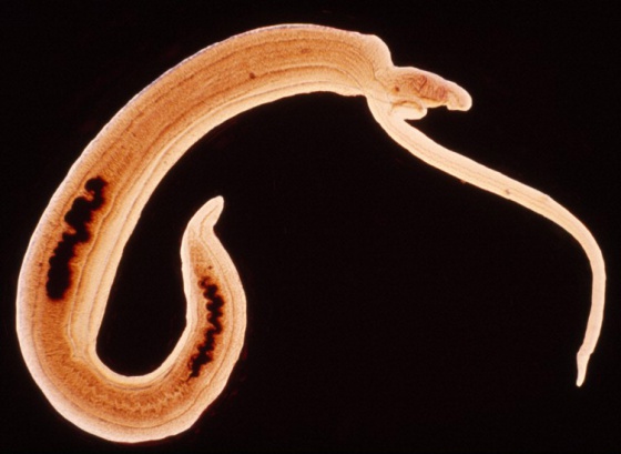 Dos gusanos 'Schistosoma haematobium'. Foto: WELLCOME IMAGES