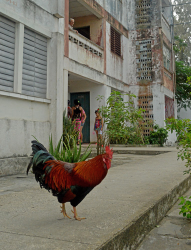 Si uno llega al edificio número uno, en la comunidad Braulio Coroneax, en Cifuentes, puede encontrarse con este gallo maravilla, que se ha convertido en la mascota del poblado. Foto: Yariel Valdés González/ Vanguardia