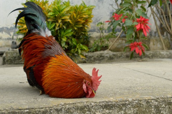 El gallo amaestrado de Braulio Coroneaux se «hace el muerto». Foto: Yariel Valdés González/ Vanguardia