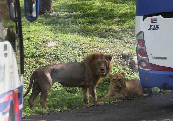 Visitan Parque Zoologico Nacional Delegados a la Cumbre Caricom Cuba. Foto: Ismael Francisco/Cubadebate.