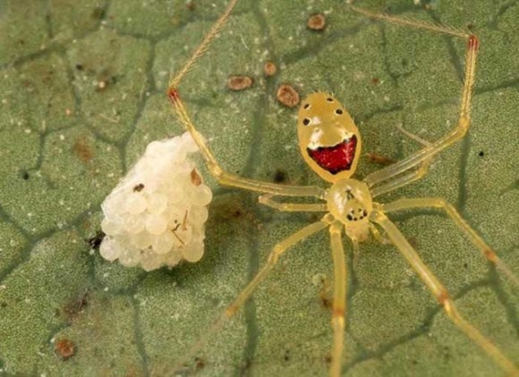 Araña de la cara feliz. Foto talesmaze.com