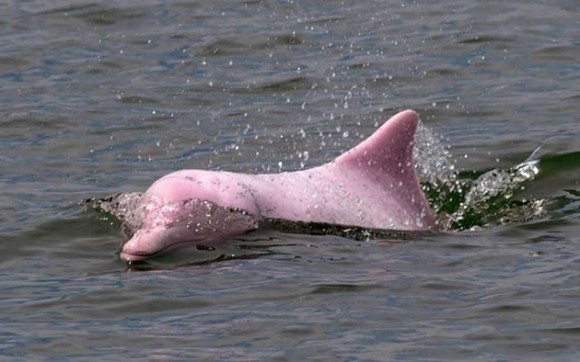 Delfín Nariz de botella Rosado. Foto talesmaze.com