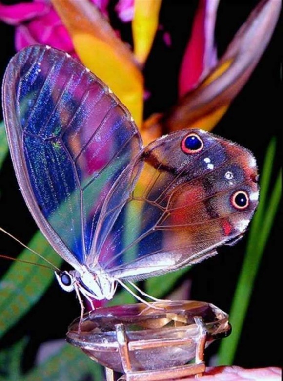 Mariposa Fantasma. Foto talesmaze.com