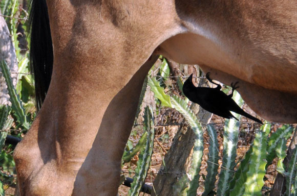 Este pajarito, se alimenta de los insectos de la panza de una vaca. Foto: Ismael Francisco/ Cubadebate.