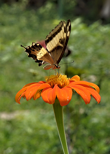 Mariposa libando flor. Foto: Leonardo Rodríguez / Cubadebate