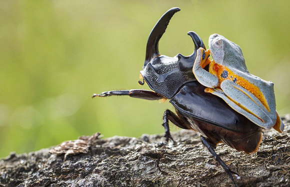 rana-cabalgando-escarabajo-hendy-mp-indonesia-3