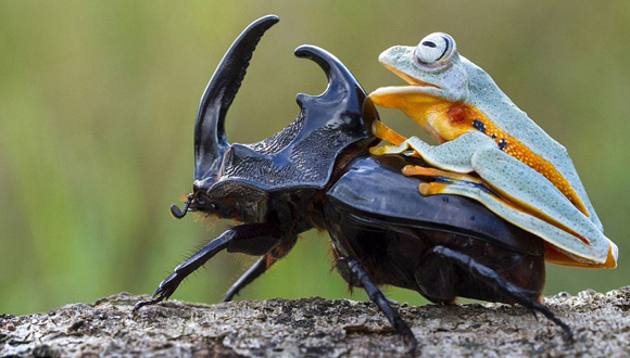 rana-cabalgando-escarabajo-hendy-mp-indonesia-8