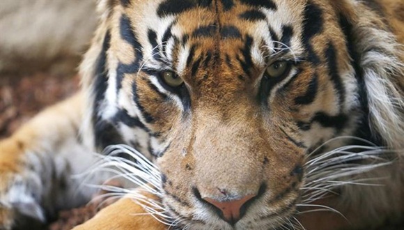 El tigre, que es el animal nacional de la India y Bangladesh, es el felino más grande del mundo. Foto: Reuters.