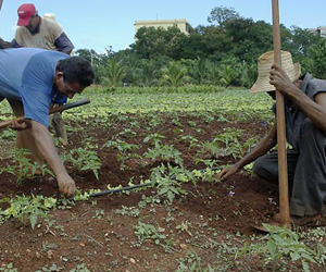 agricultura-cubana