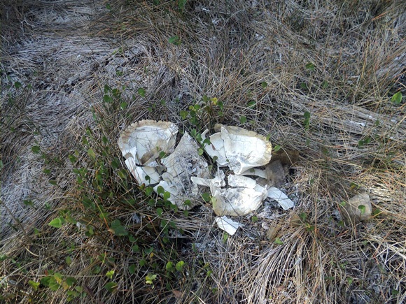 Restos de jicoteas que perecieron durante el incendio, testimonian su impacto en la biodiversidad del mayor humedal del Caribe insular, Ciénaga de Zapata.