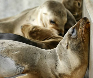 Cientos de bebés de león marino han aparecido en las playas de California en los últimos meses. Foto: Reuters.