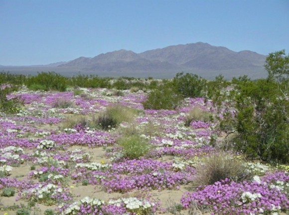 desierto de flores 10