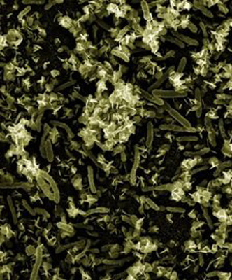 Biofilm formado por bacterias Geobacter, captadoras de contaminación por uranio.