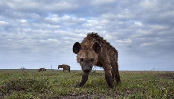 Las hienas usan una especie de grasa malolinete para marcar su territorio. Foto: Tomada de BBC Mundo.