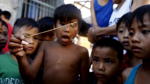 Unos niños miran una pelea de arañas en Las Pinas, Filipinas. La apuesta con arañas, legales e ilegales, es una de las actividades más populares entre los niños filipinos que van al colegio. En el país, las apuestas de todo tipo atraen a ricos y pobres por igual. Foto: Reuters