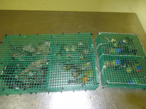 Aves confiscadas cuando la Aduana abortó una operación de contrabando. Foto: Aduana