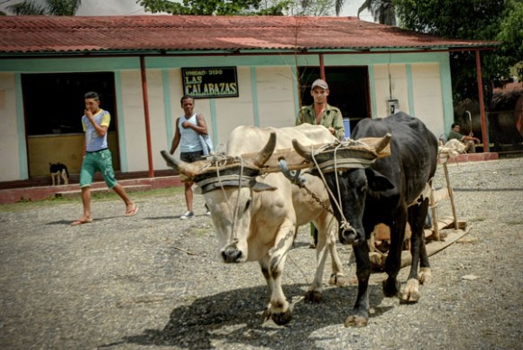 Vida cotidiana en Calabazas de Sagua, comunidad montañosa del Plan Turquino enclavada en el municipio de Sagua de Tánamo, provincia de Holguín. Cuba, el 12 de junio de 2015. AIN FOTO/Juan Pablo CARRERAS