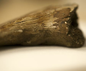 Garra de un dinosaurio terópodo analizada en el estudio Foto: L. Mekul.